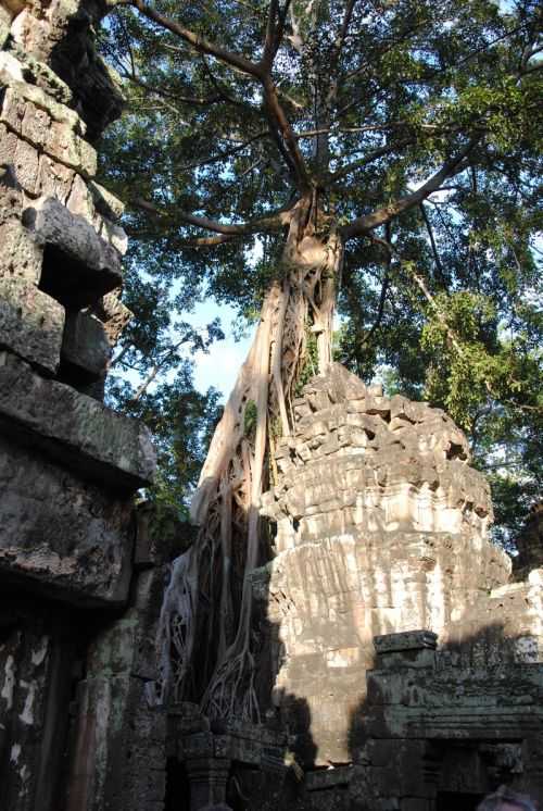 ANGKOR WAT HALF MARATHON 2013